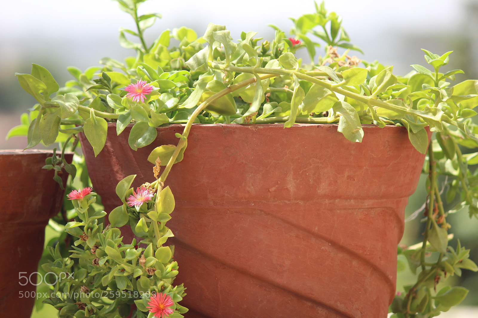 Canon EF-S 55-250mm F4-5.6 IS II sample photo. Peaceful plant photography