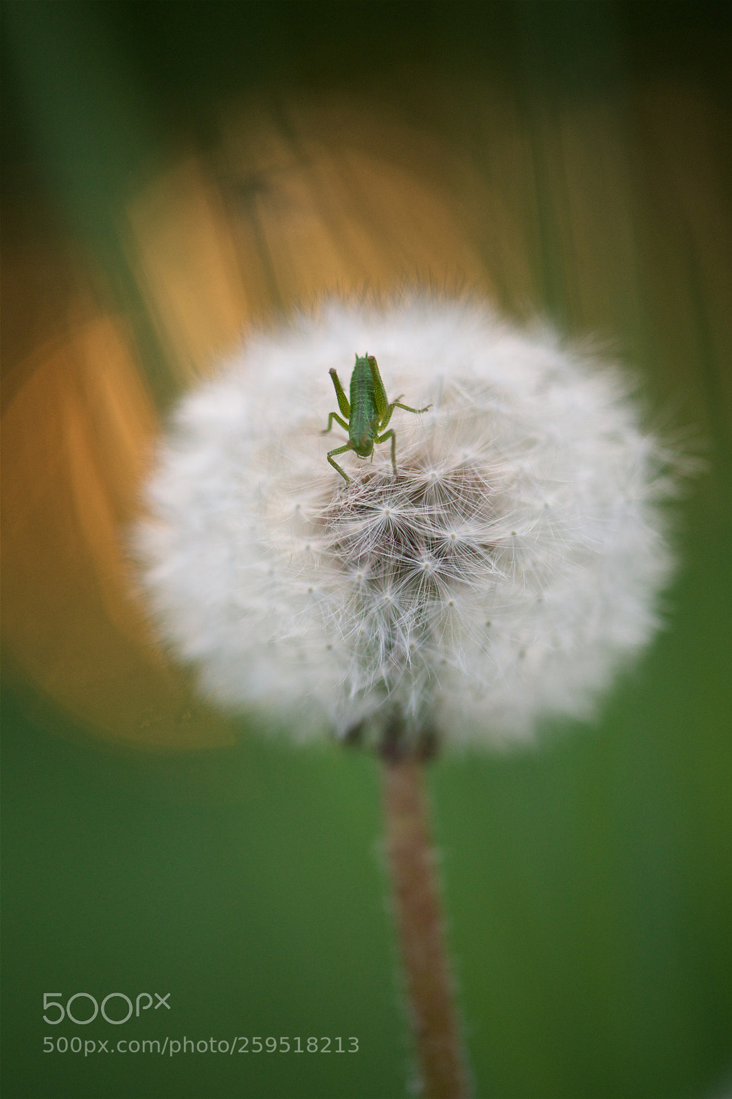 Nikon D810 sample photo. Soft pillow. photography