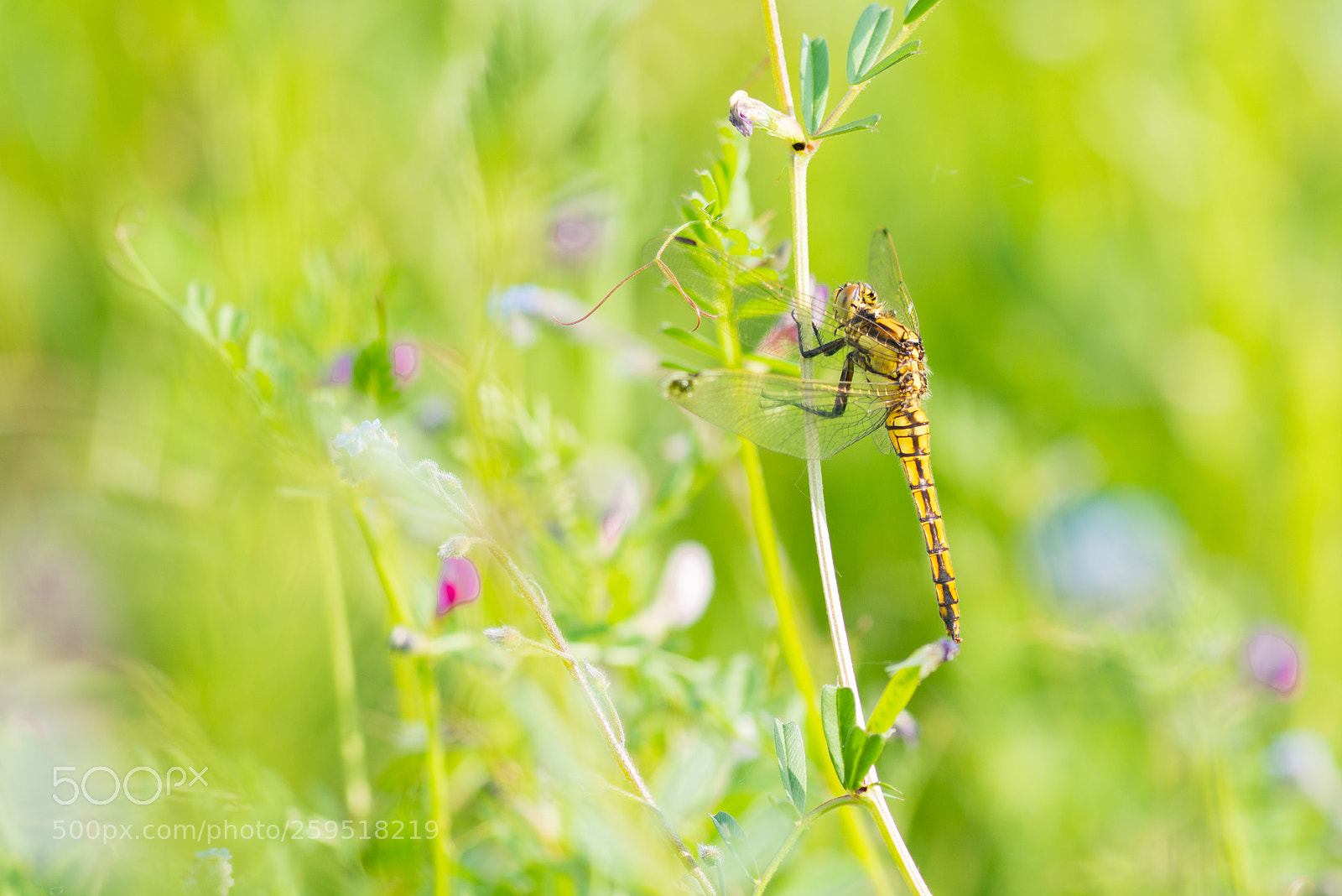 Nikon D800 sample photo. Des parfums et des photography