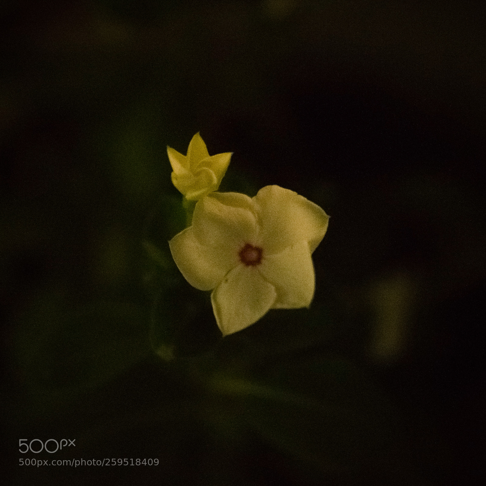 Nikon D5300 sample photo. Much awaited bloom! photography
