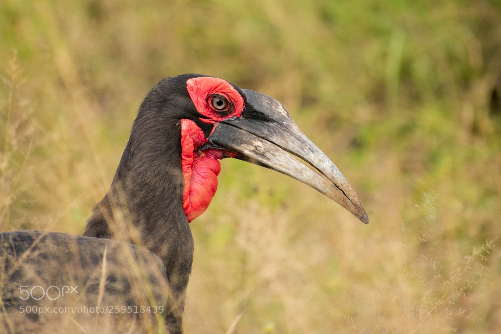 Nikon D3400 sample photo. Southern ground hornbill photography