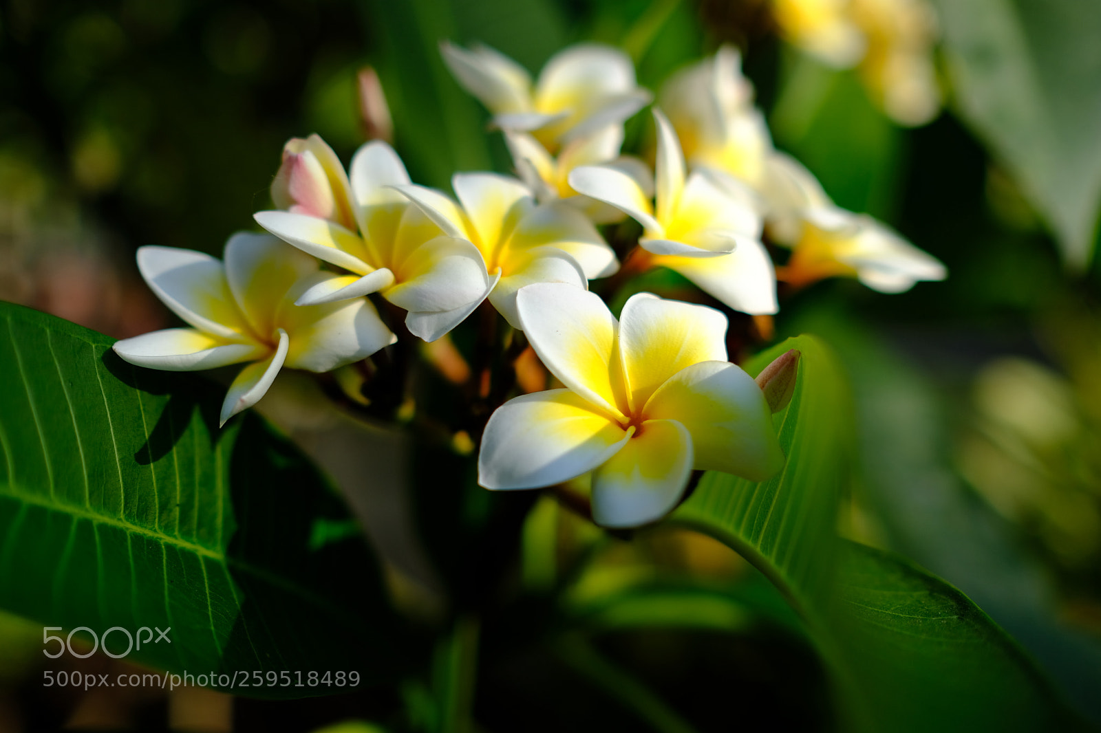 Fujifilm X-T2 sample photo. Egg flower photography