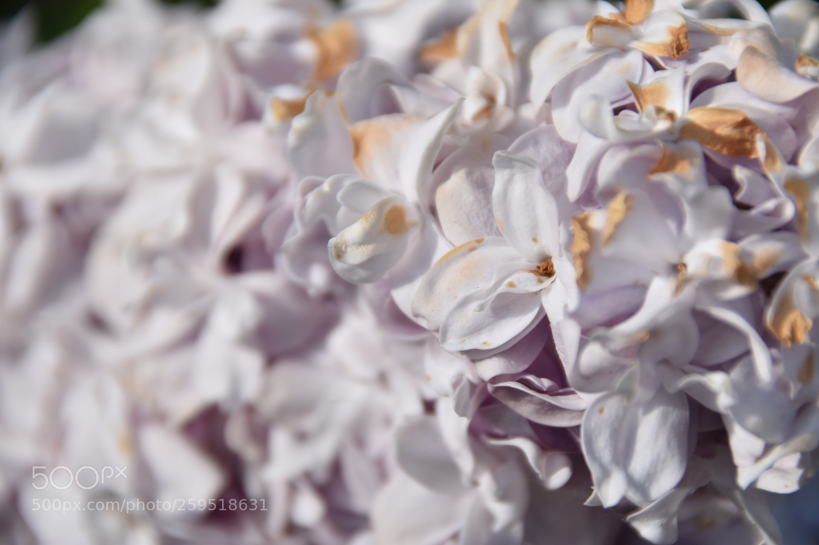 Nikon D5500 sample photo. Flieder photography