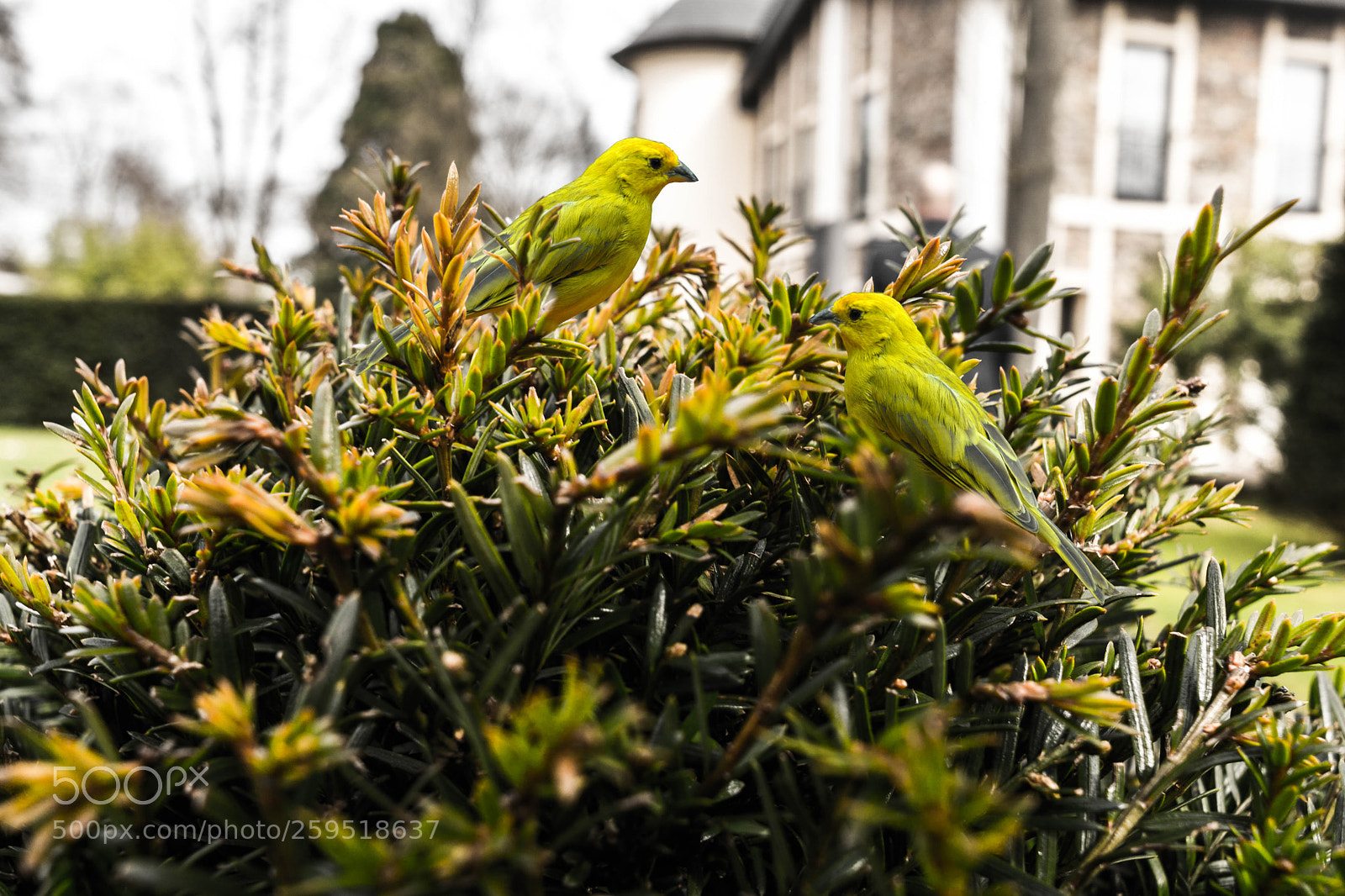 Sony a6000 sample photo. Vogel photography