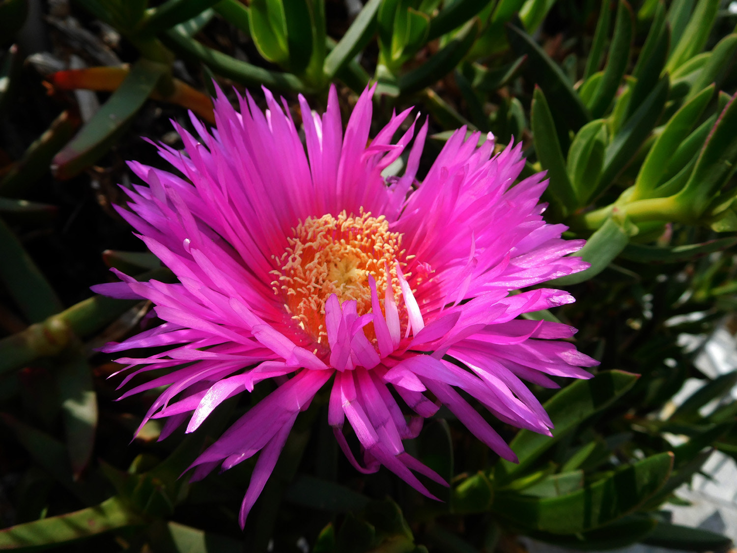 Nikon Coolpix S7000 sample photo. Carpobrotus photography