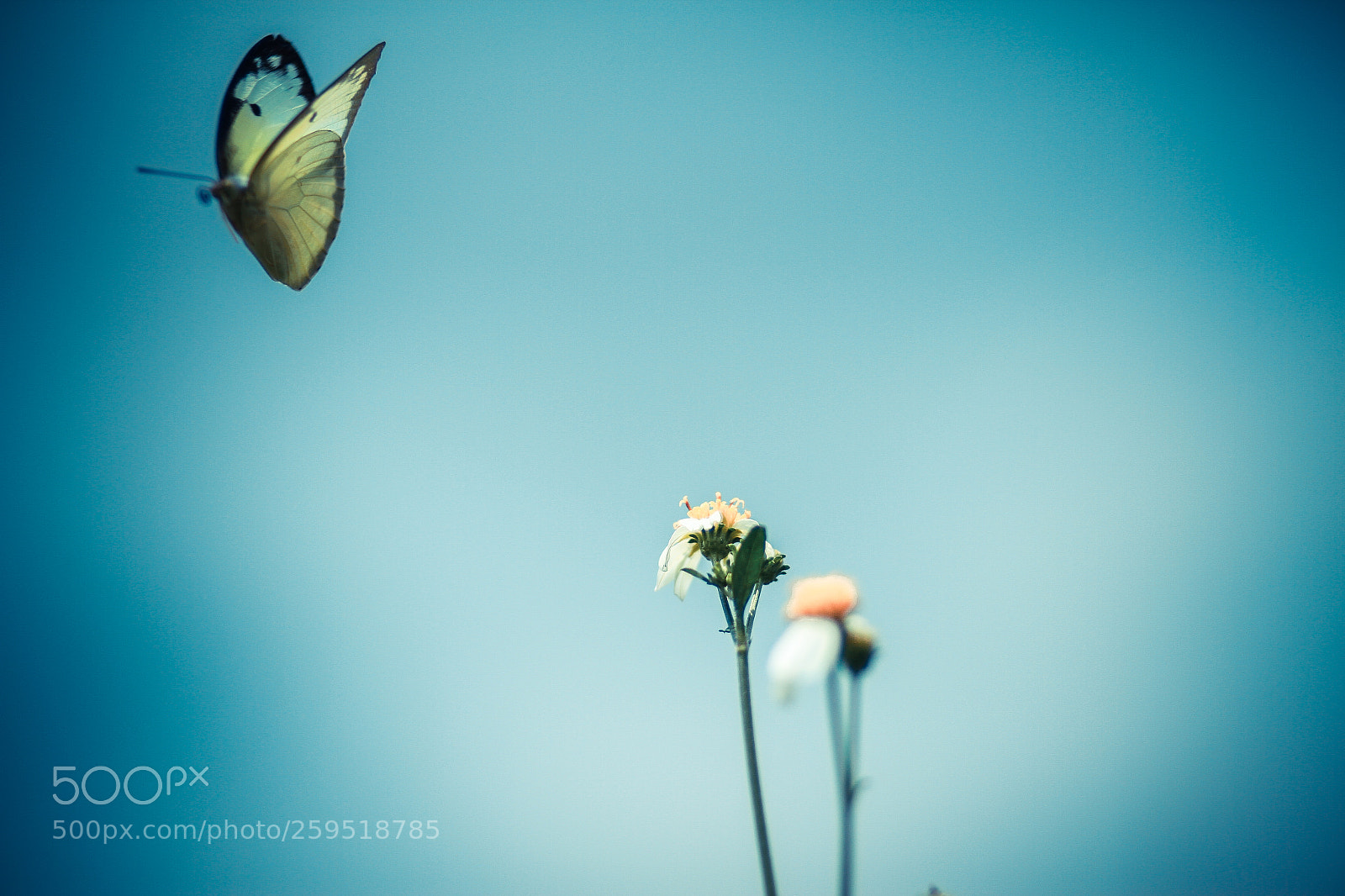 Canon EOS 7D sample photo. Hoa - bướm photography