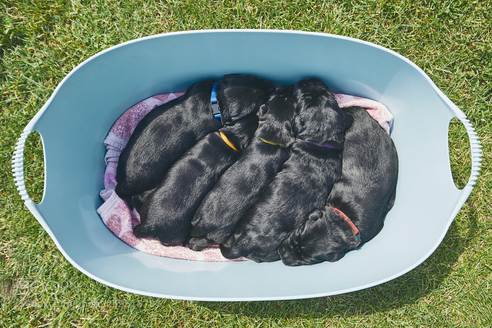 Canon EOS 5D Mark IV sample photo. Newborns of dog photography