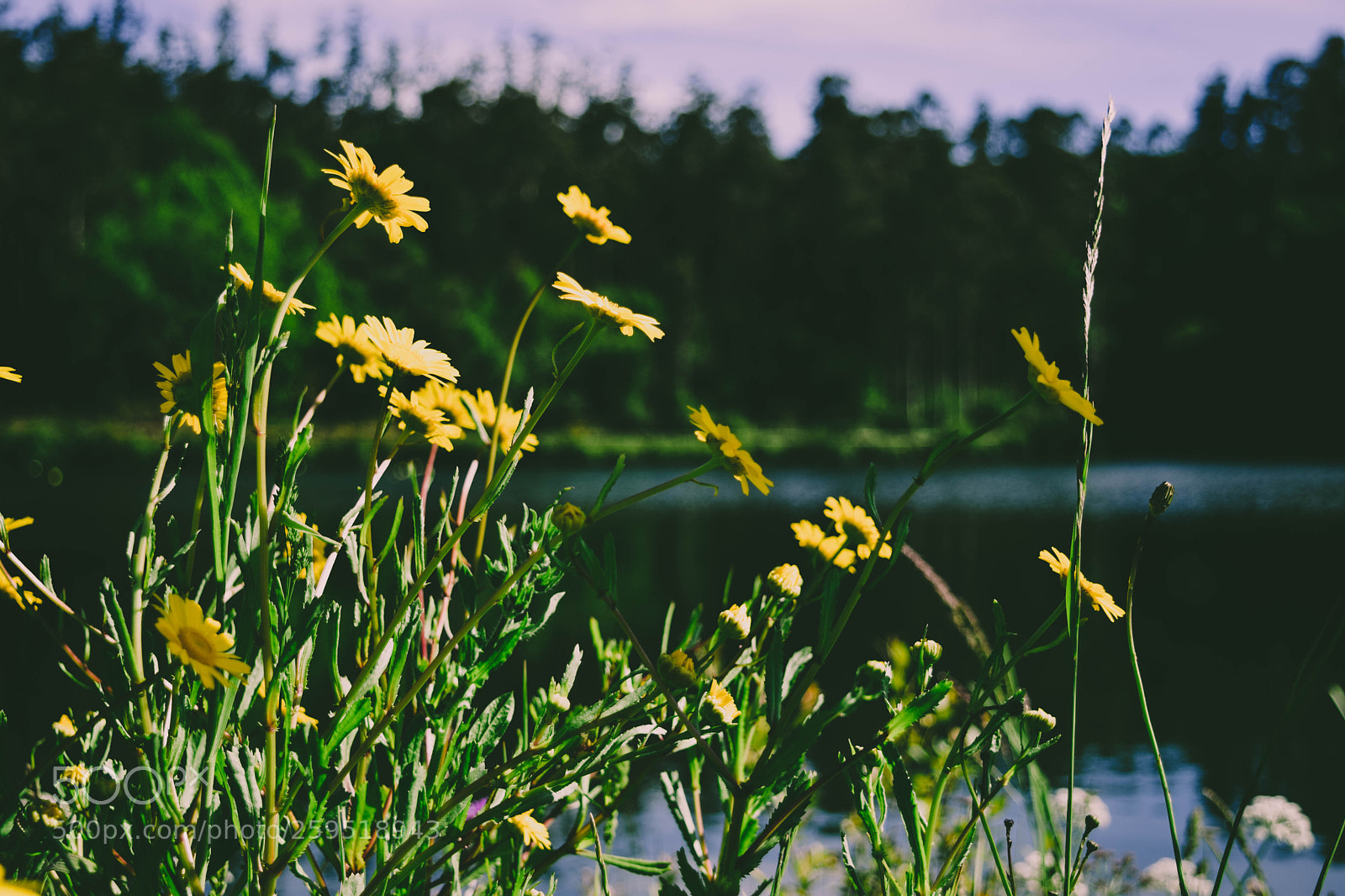 Nikon D5300 sample photo. Encoro de beche photography