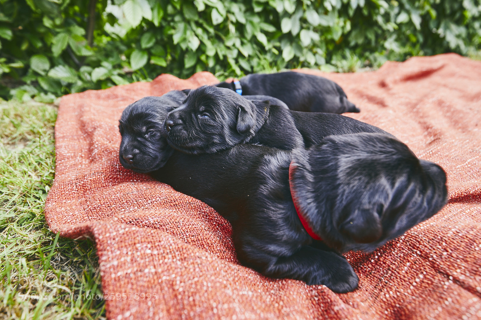 Canon EOS 5D Mark IV sample photo. Newborns of dog photography