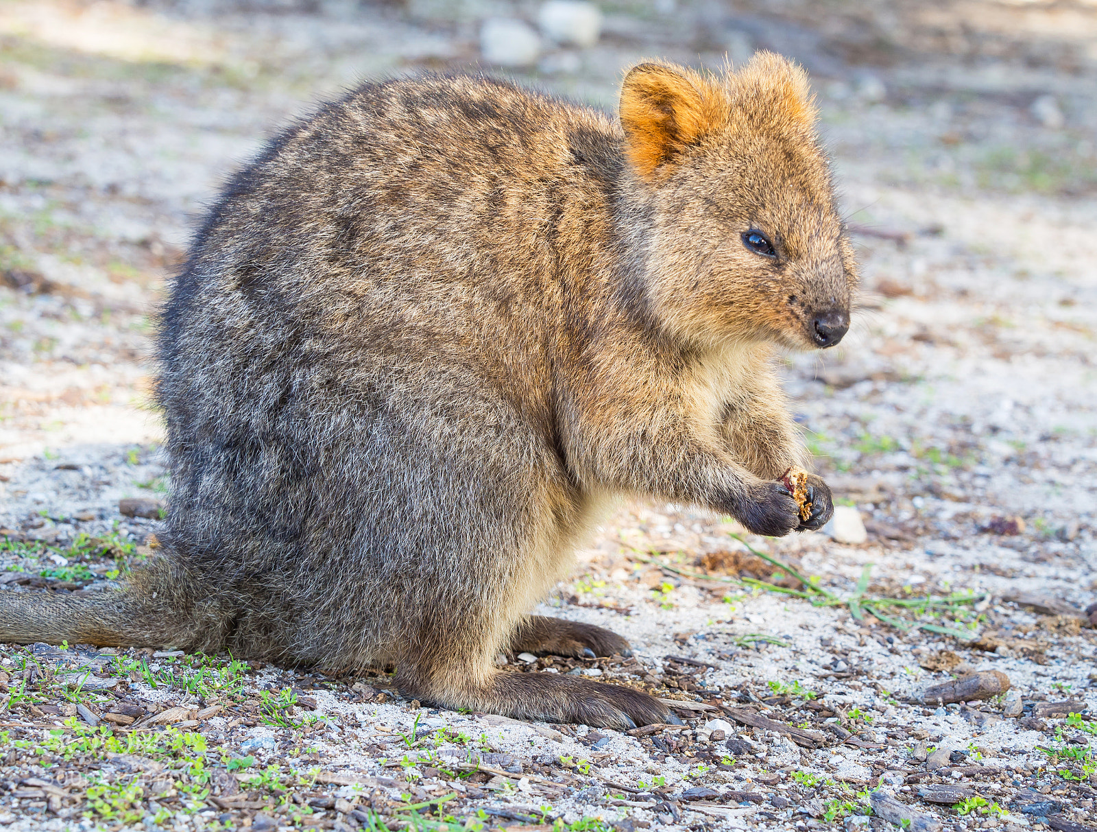Olympus OM-D E-M5 sample photo. Quokka feeding photography