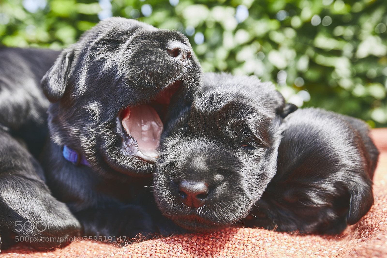 Canon EOS 5D Mark IV sample photo. Newborns of dog photography