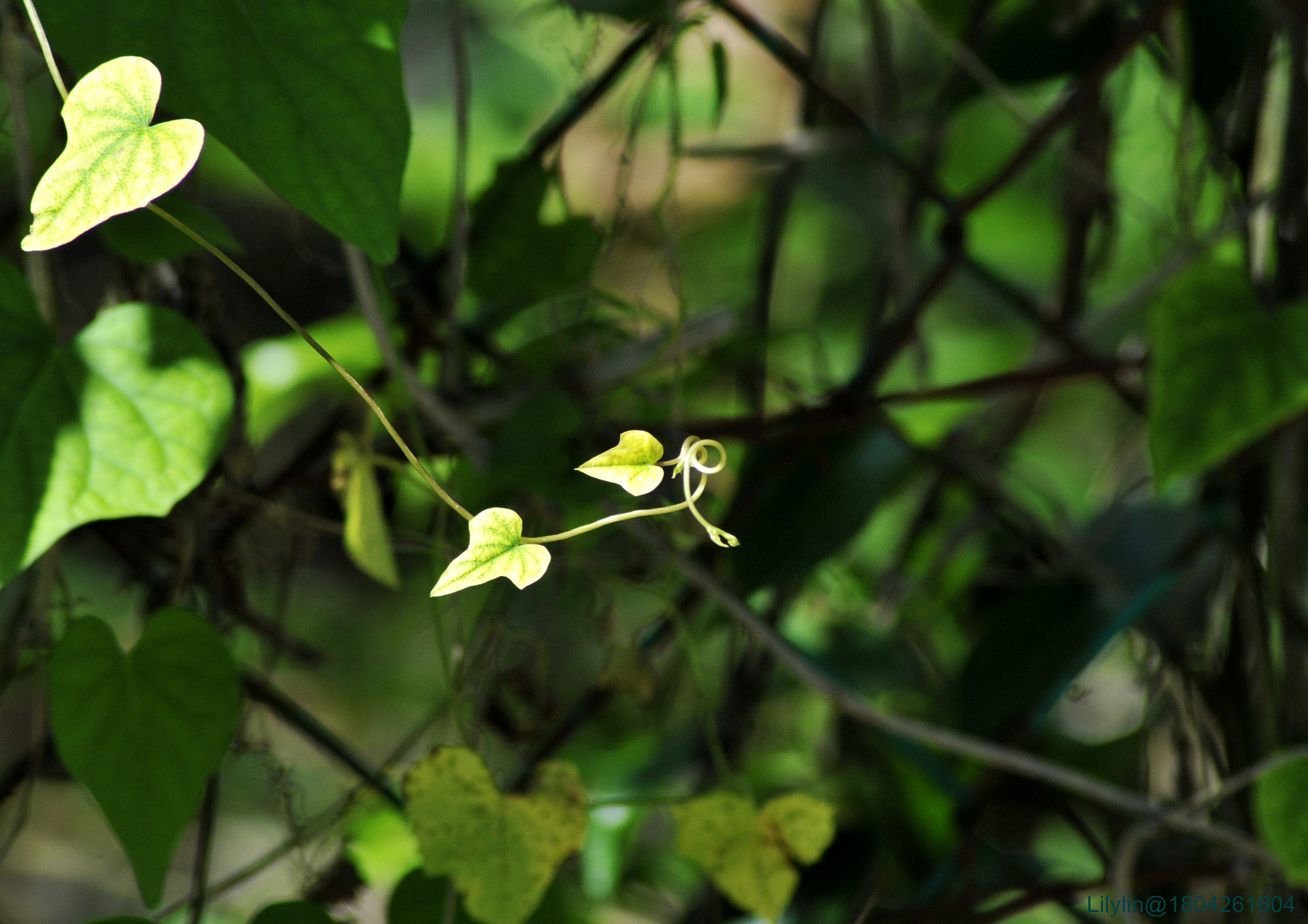 Nikon AF Nikkor 70-300mm F4-5.6G sample photo. "life" is art ...... photography