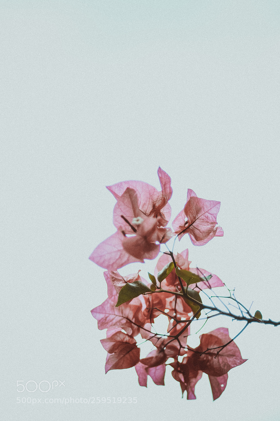 Canon EOS 7D sample photo. Hoa giấy photography