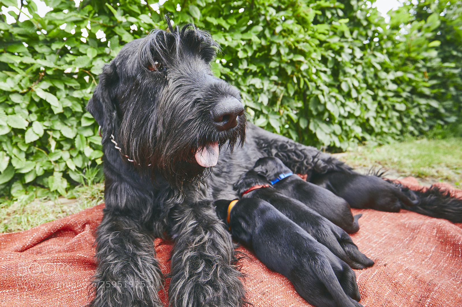 Canon EOS 5D Mark IV sample photo. Newborns of dog photography