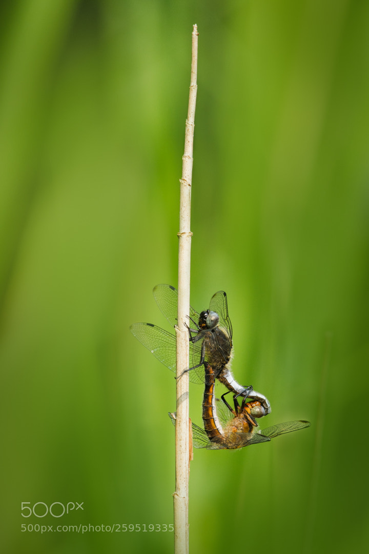 Nikon D500 sample photo. Gewone oeverlibel (orthetrum cancellatum) photography