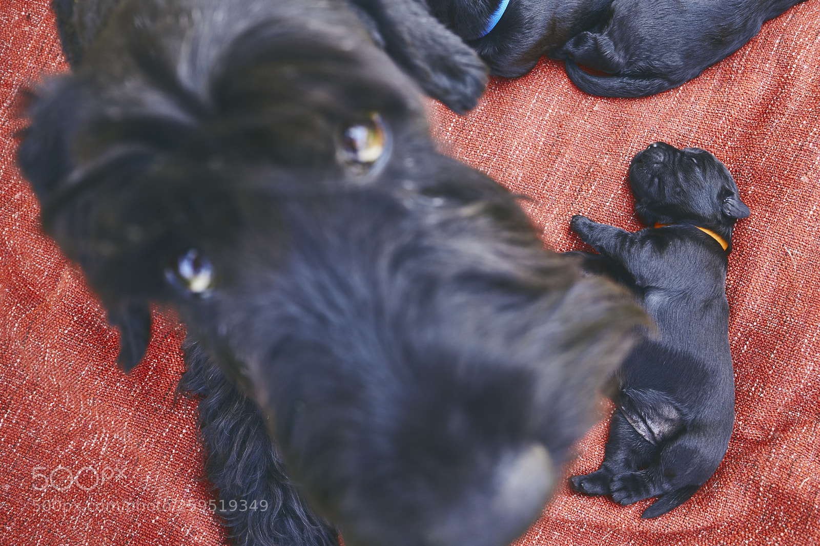 Canon EOS 5D Mark IV sample photo. Newborns of dog photography