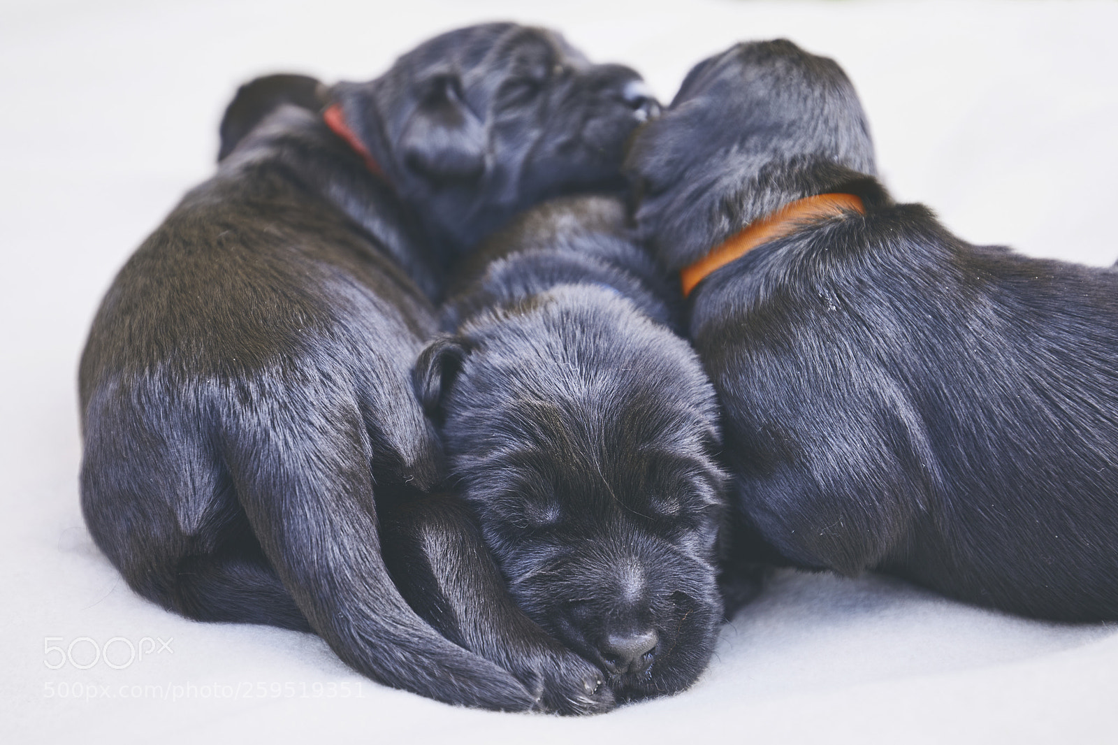 Canon EOS 5D Mark IV sample photo. Newborns of dog photography