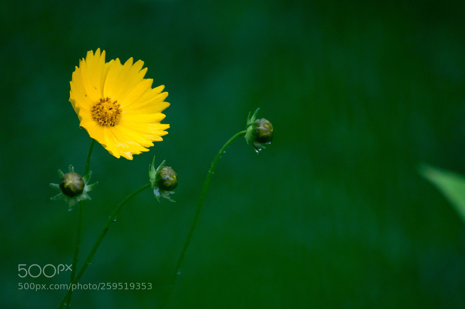 Sony SLT-A58 sample photo. Yellow flower in the photography