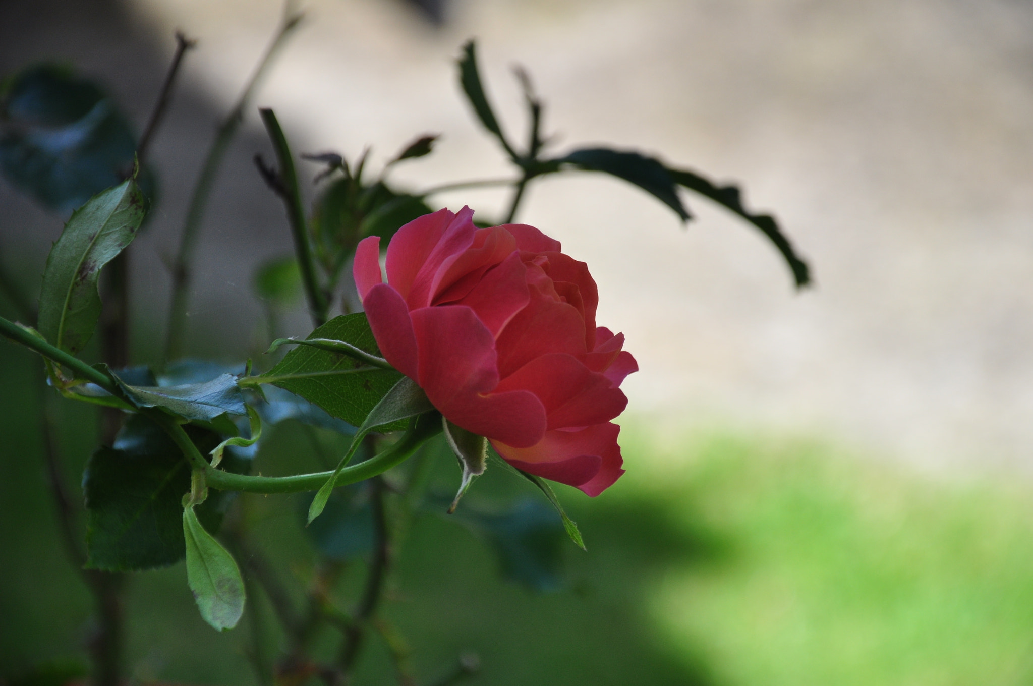 Nikon D5000 sample photo