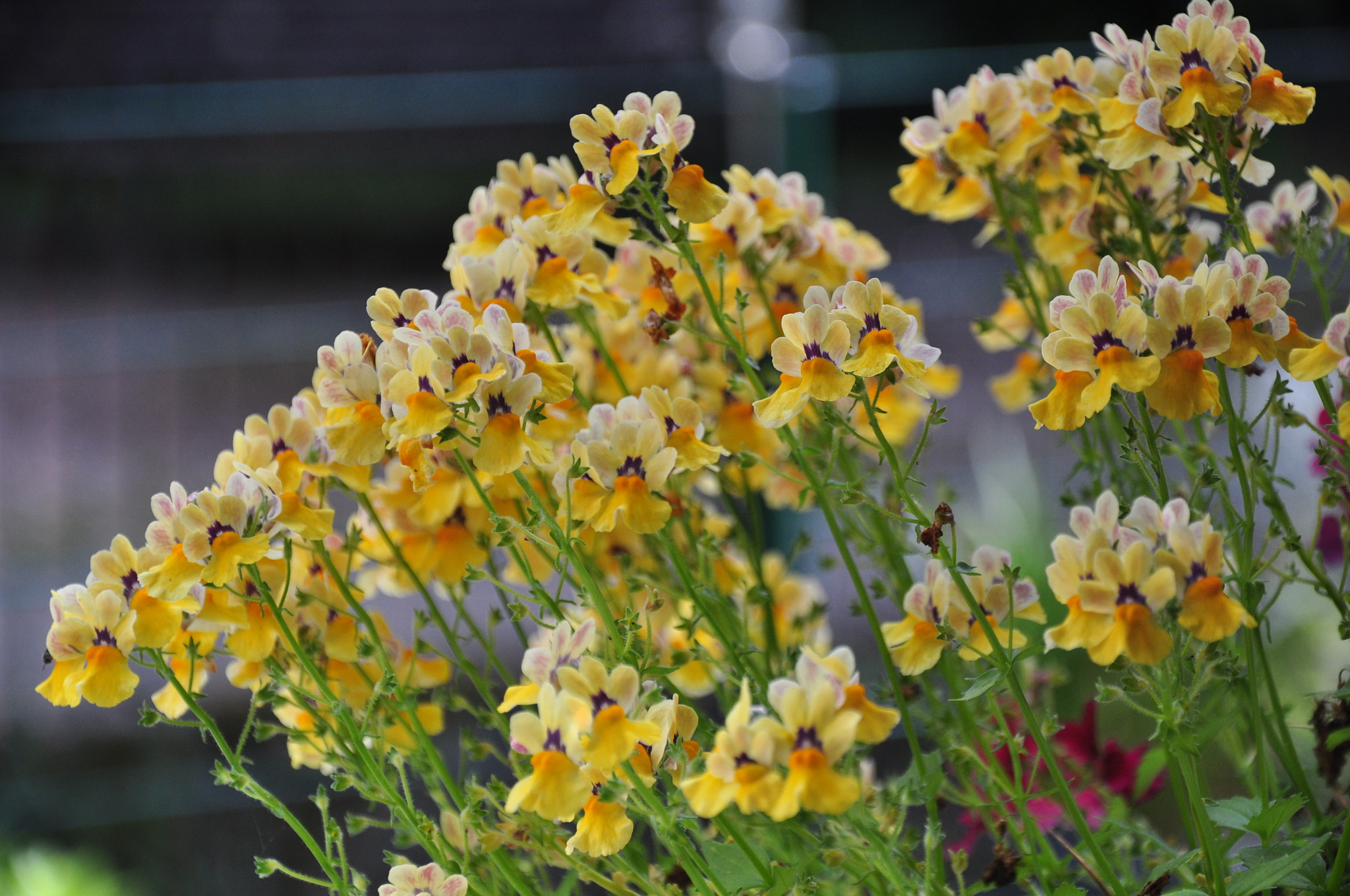 Nikon D5000 sample photo