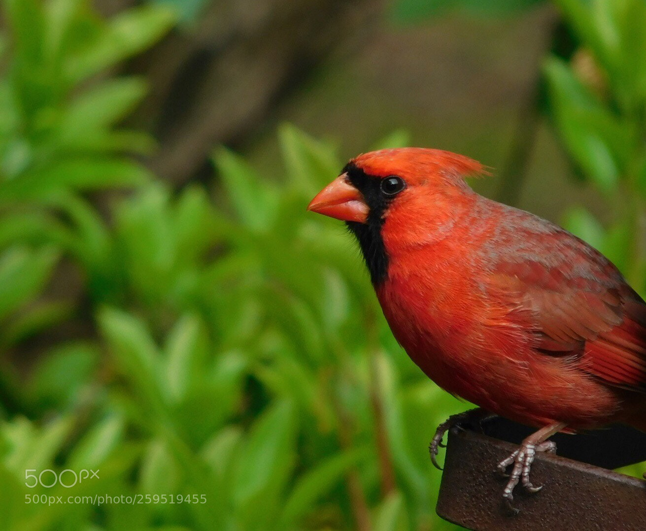 Nikon Coolpix L840 sample photo. Northern cardinal  photography