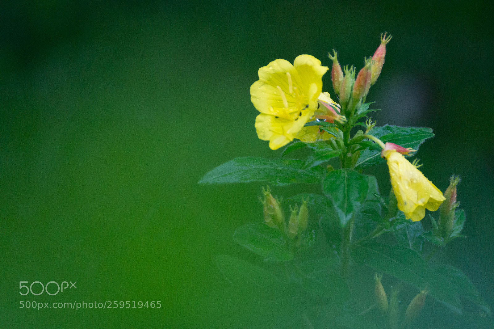 Sony SLT-A58 sample photo. Yellow flower in the photography