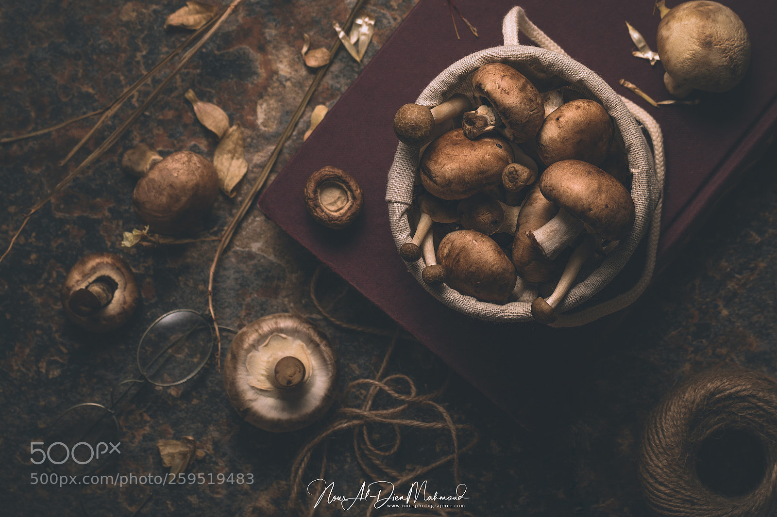 Canon EOS 70D sample photo. Mushroom photography
