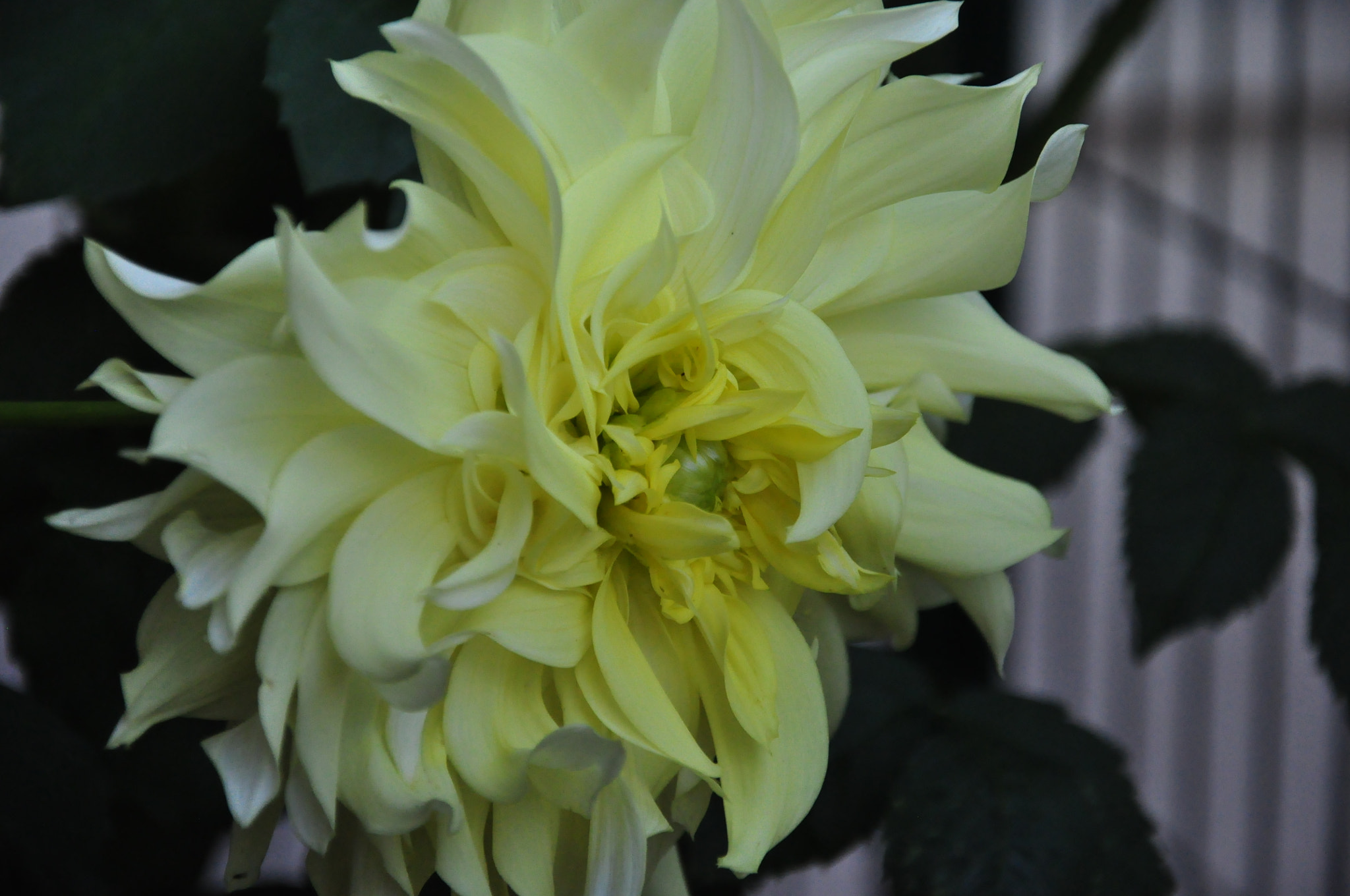 Nikon D5000 sample photo
