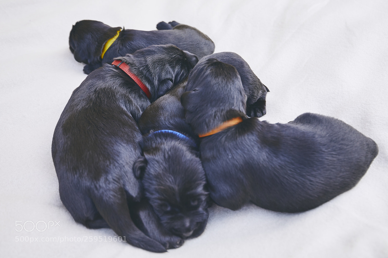 Canon EOS 5D Mark IV sample photo. Newborns of dog photography