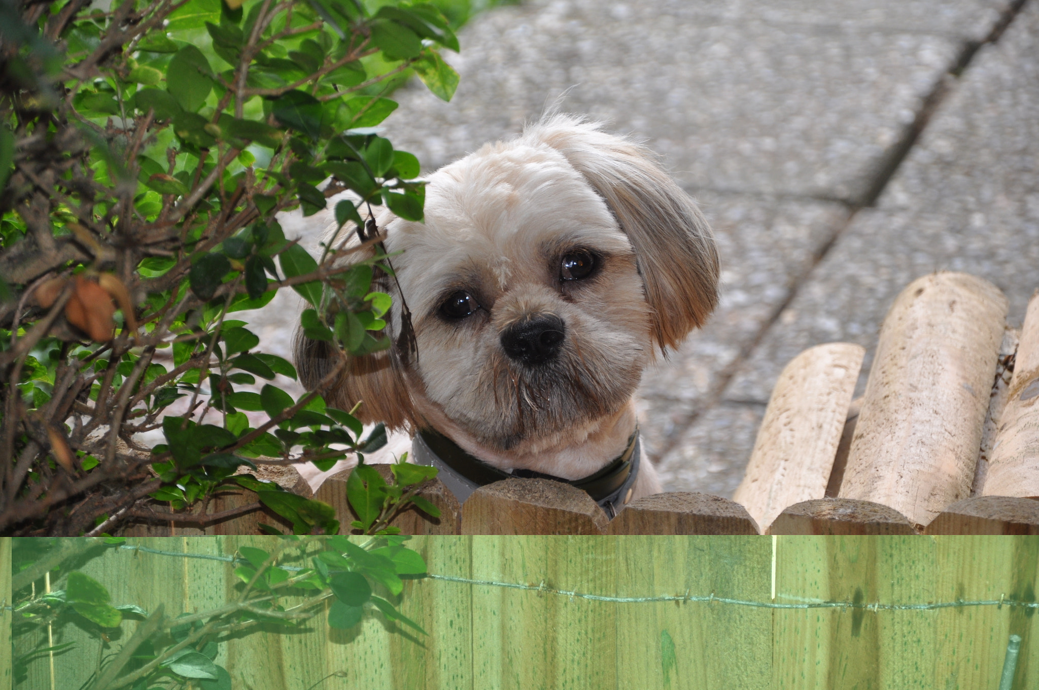 Nikon D5000 sample photo