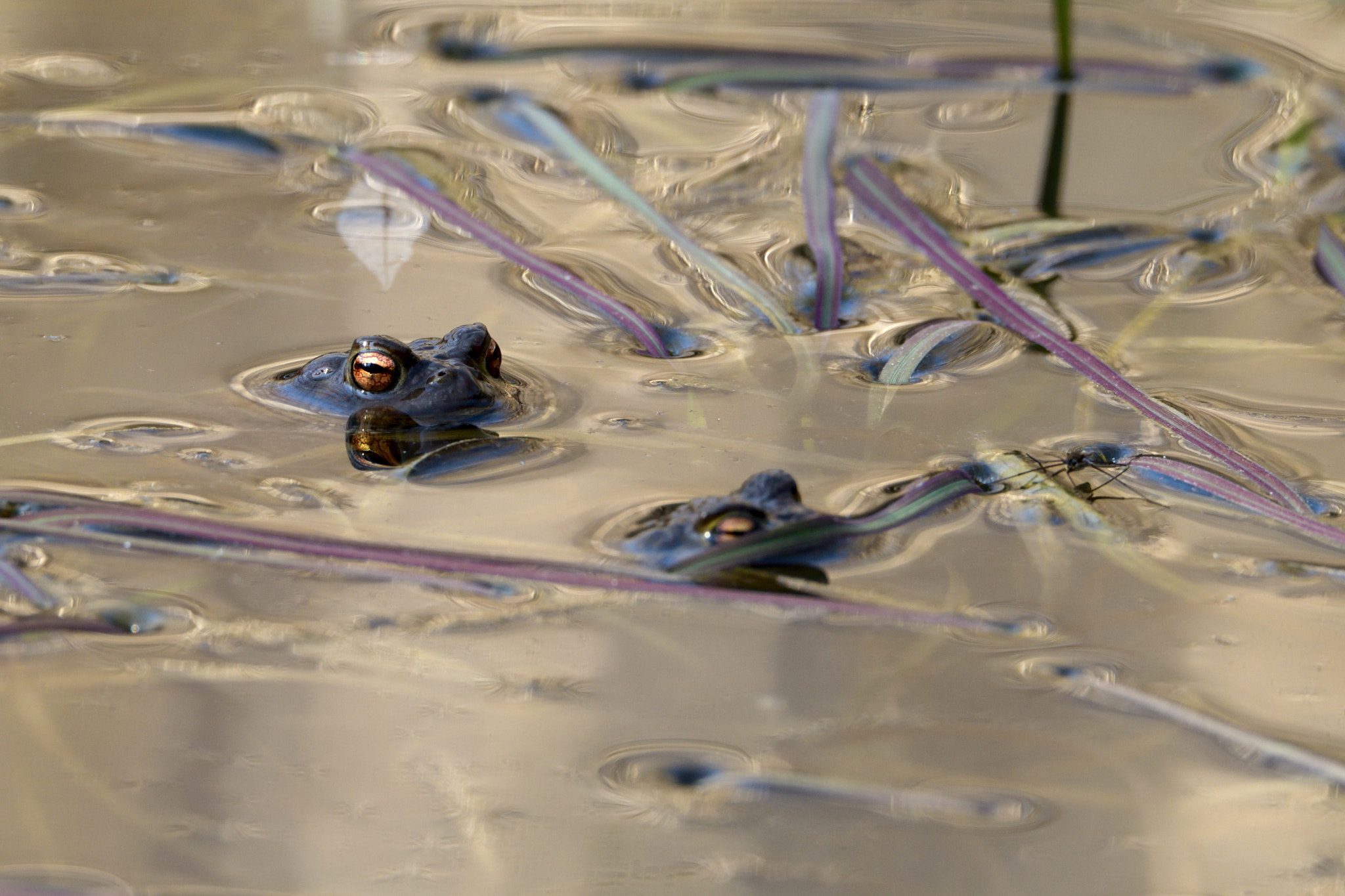 Nikon D7500 sample photo. Just chillin photography