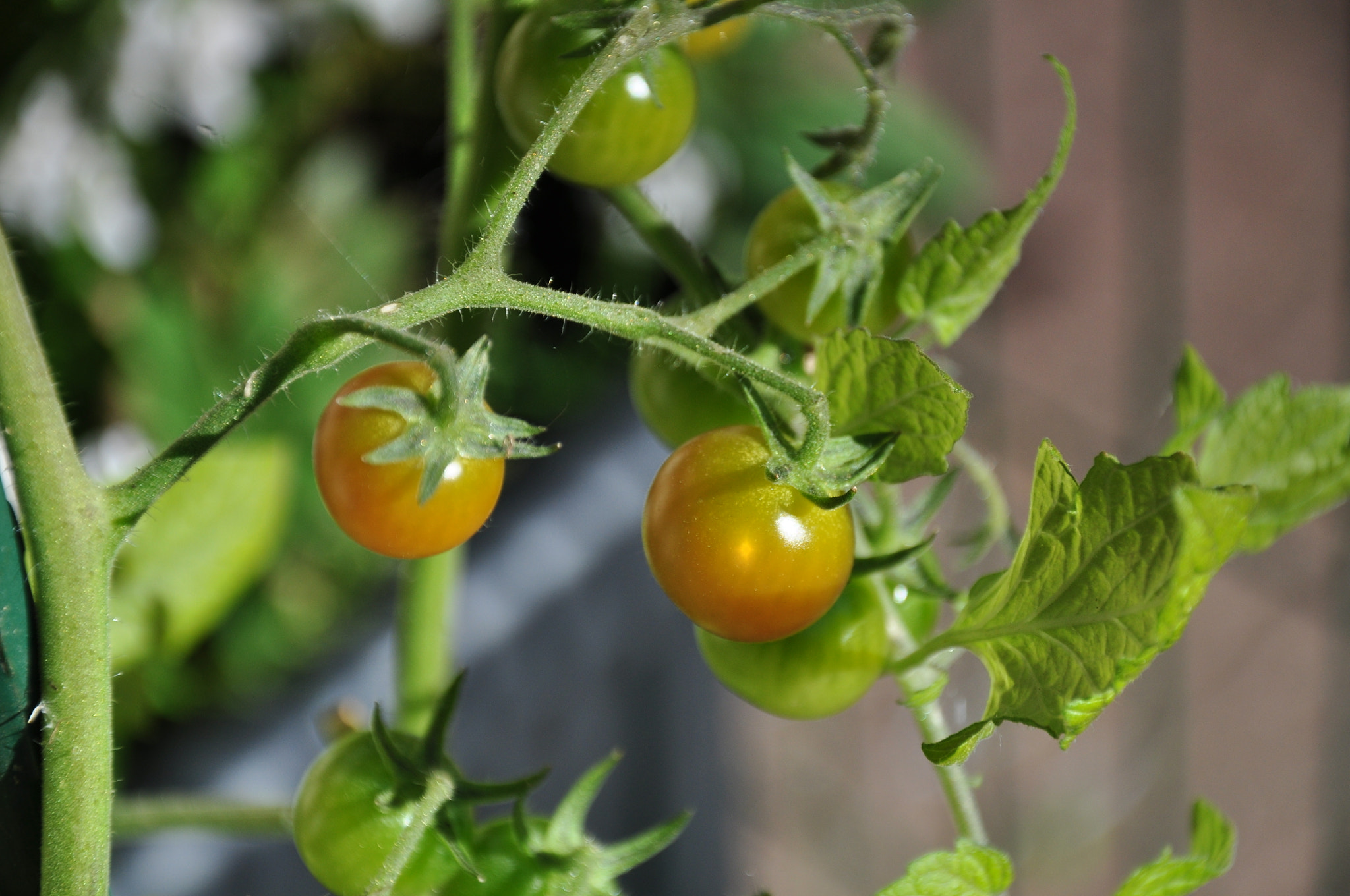 Nikon D5000 sample photo
