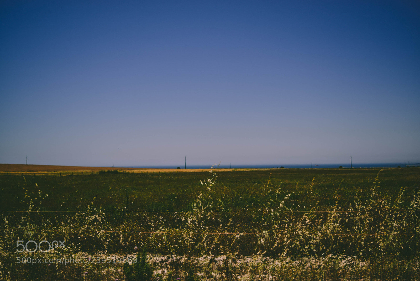 Nikon D5300 sample photo. Corn field photography