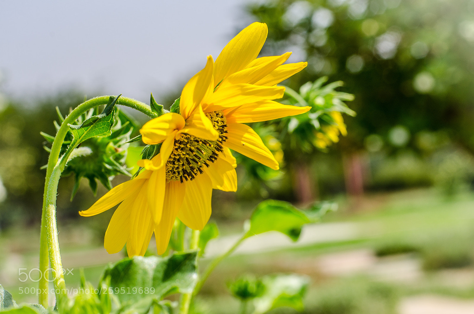 Nikon D7000 sample photo. Flower photography