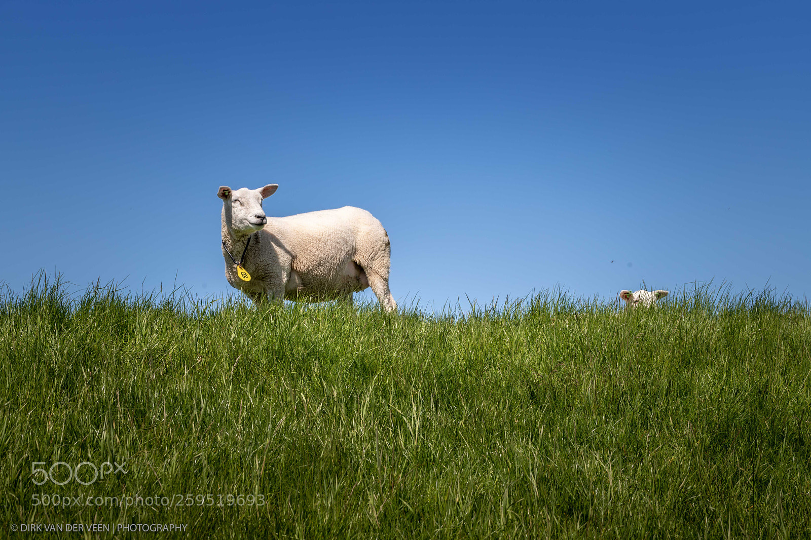 Canon EOS 6D Mark II sample photo. Challenge negative space photography