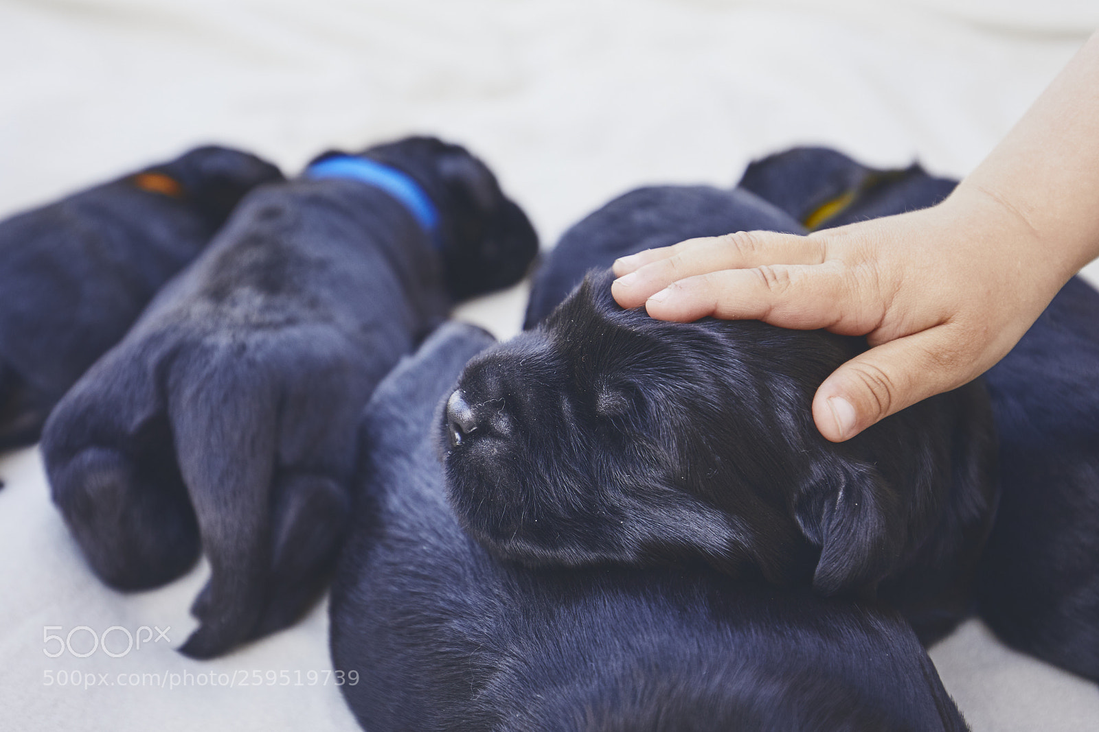 Canon EOS 5D Mark IV sample photo. Newborns of dog photography