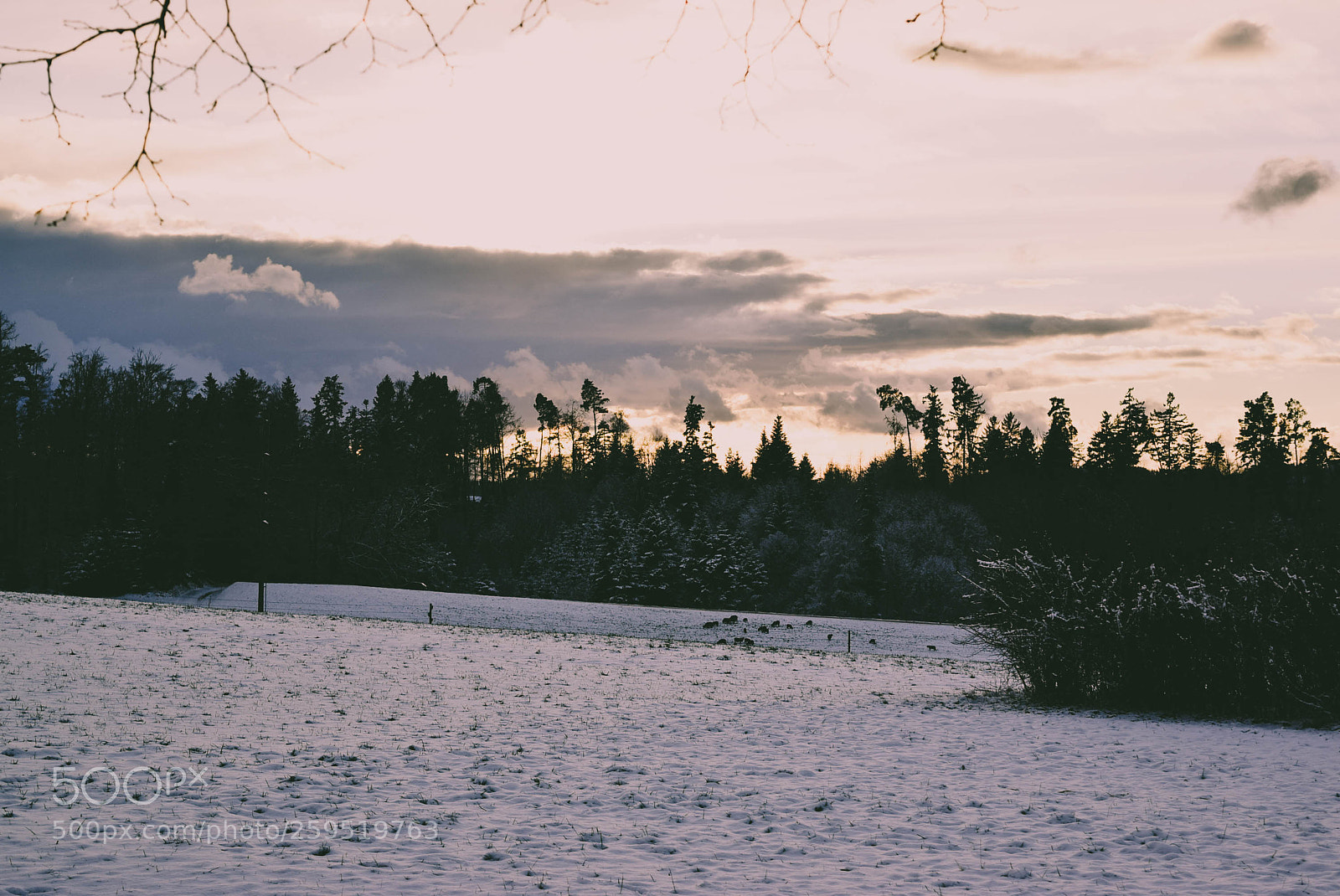 Nikon D5300 sample photo. Snow photography