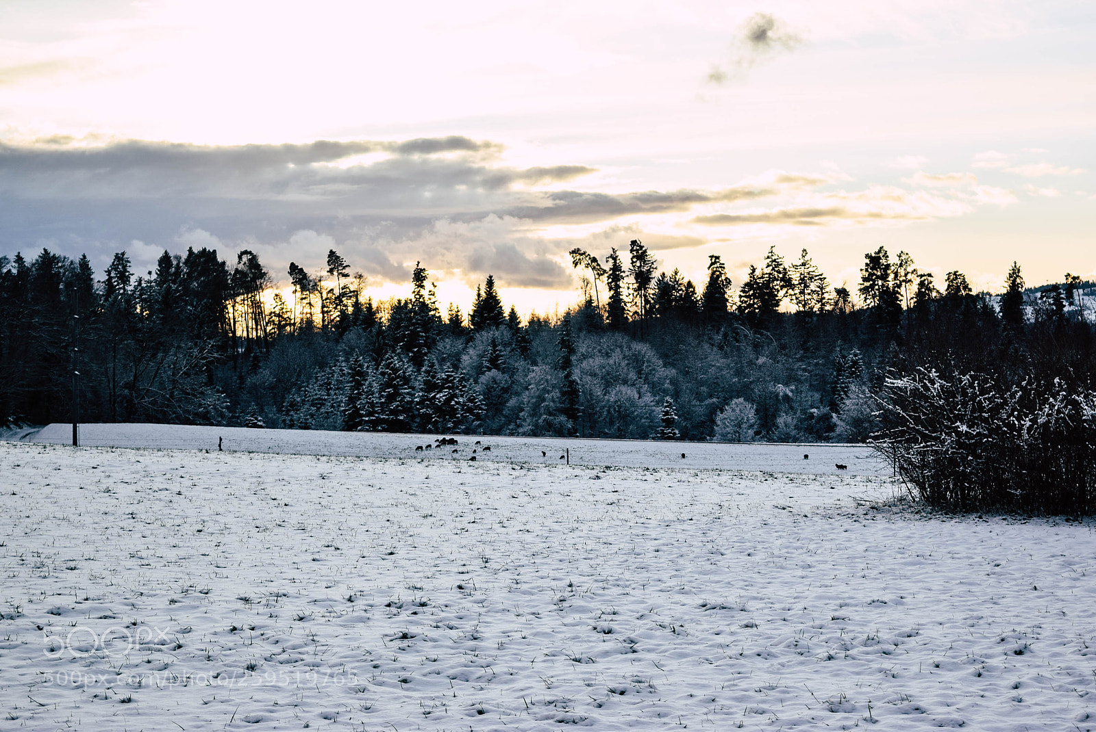 Nikon D5300 sample photo. Snow photography