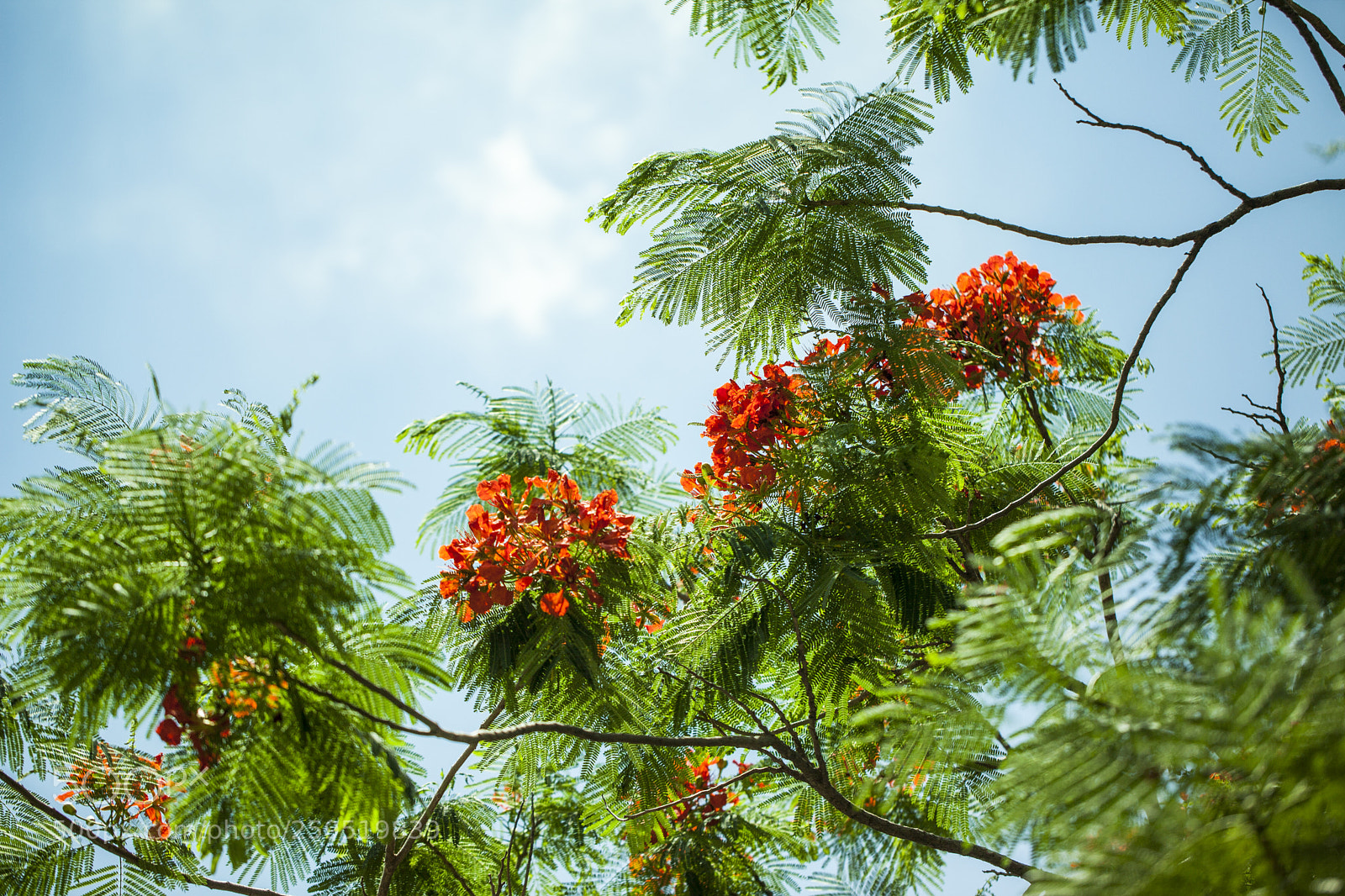 Canon EOS 5D Mark II sample photo. Delonix regia photography