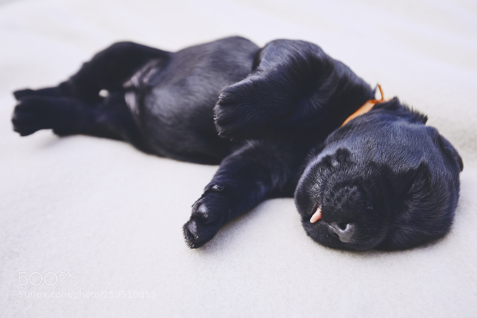 Canon EOS 5D Mark IV sample photo. Newborn of dog photography
