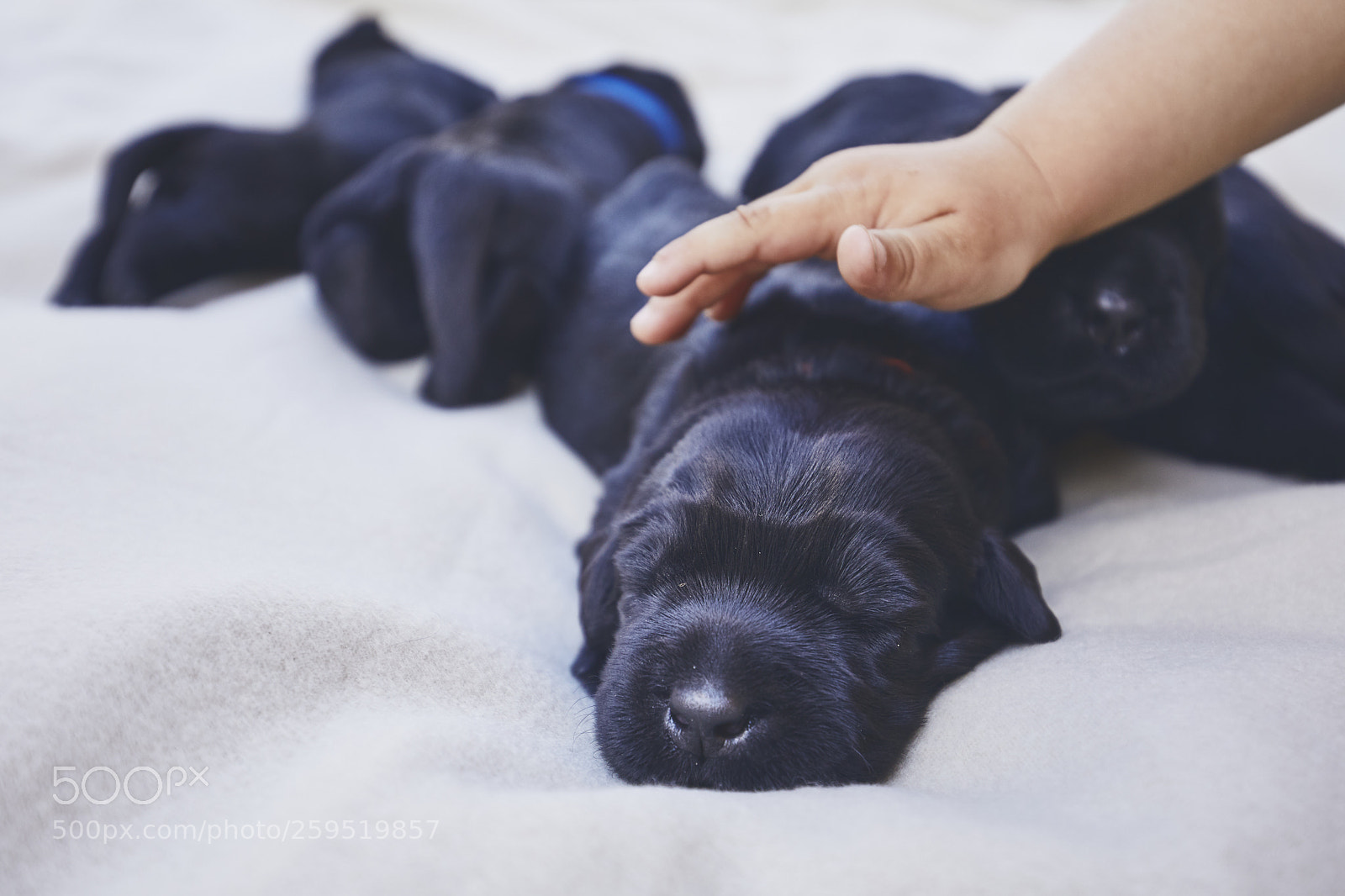 Canon EOS 5D Mark IV sample photo. Newborns of dog photography