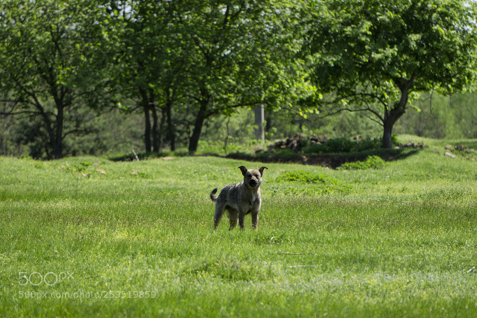 Sony a6000 sample photo. Animals photography