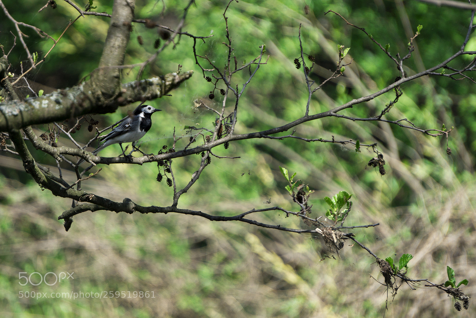 Sony a6000 sample photo. Animals photography