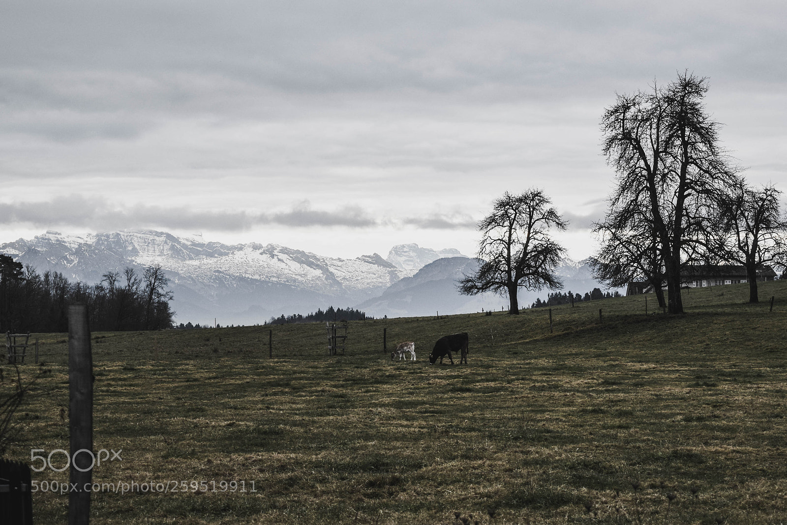 Nikon D5300 sample photo. Alps cow photography