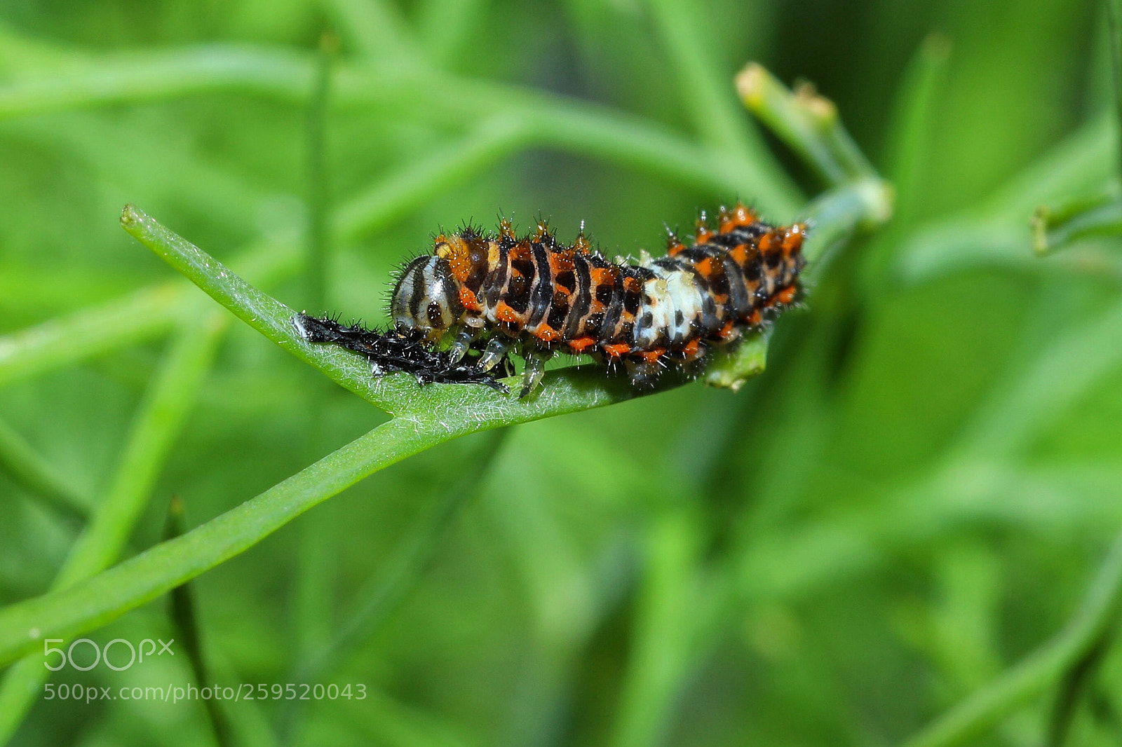 Canon EOS 5D Mark IV sample photo. Untitled photography