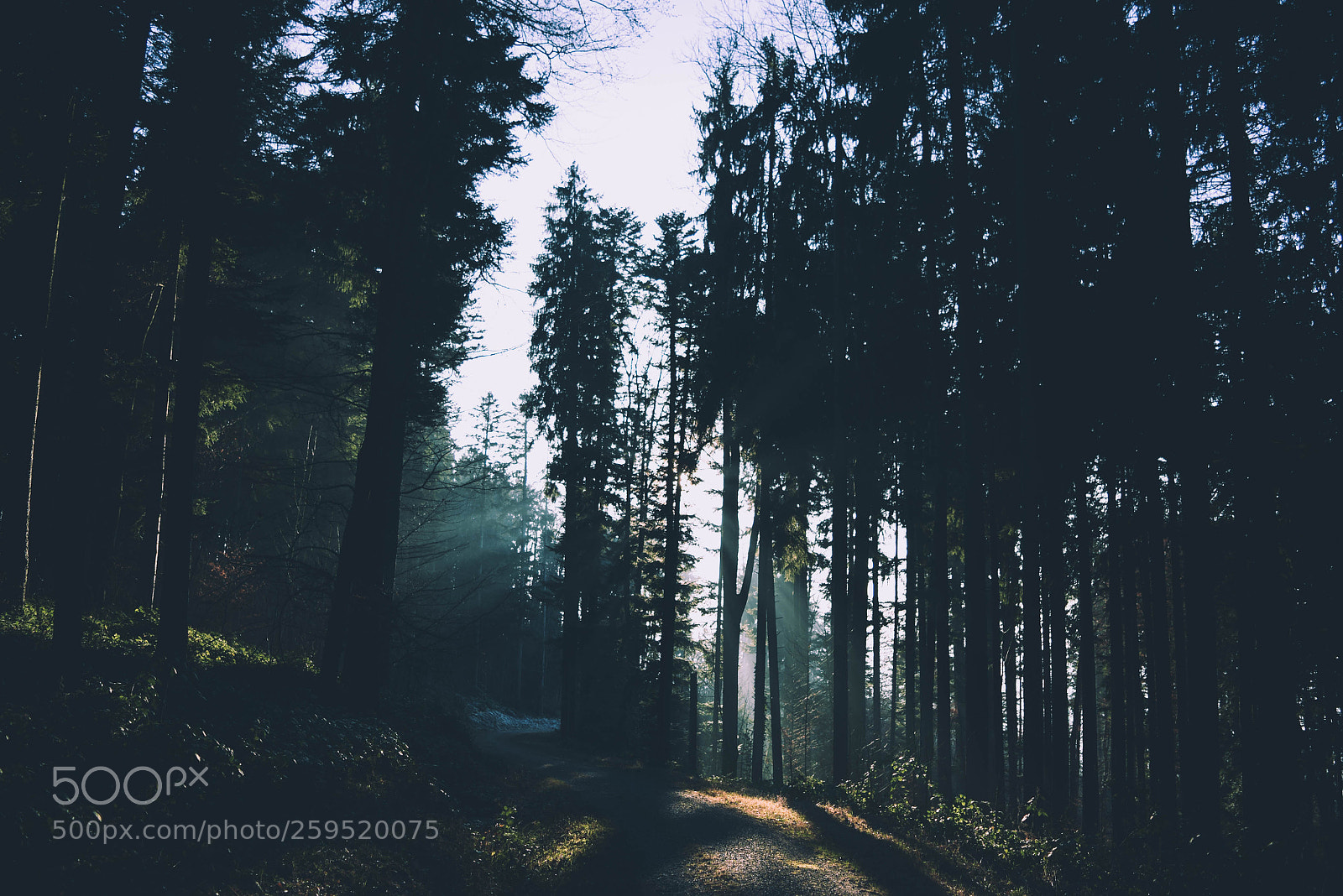 Nikon D5300 sample photo. Wetzikon photography
