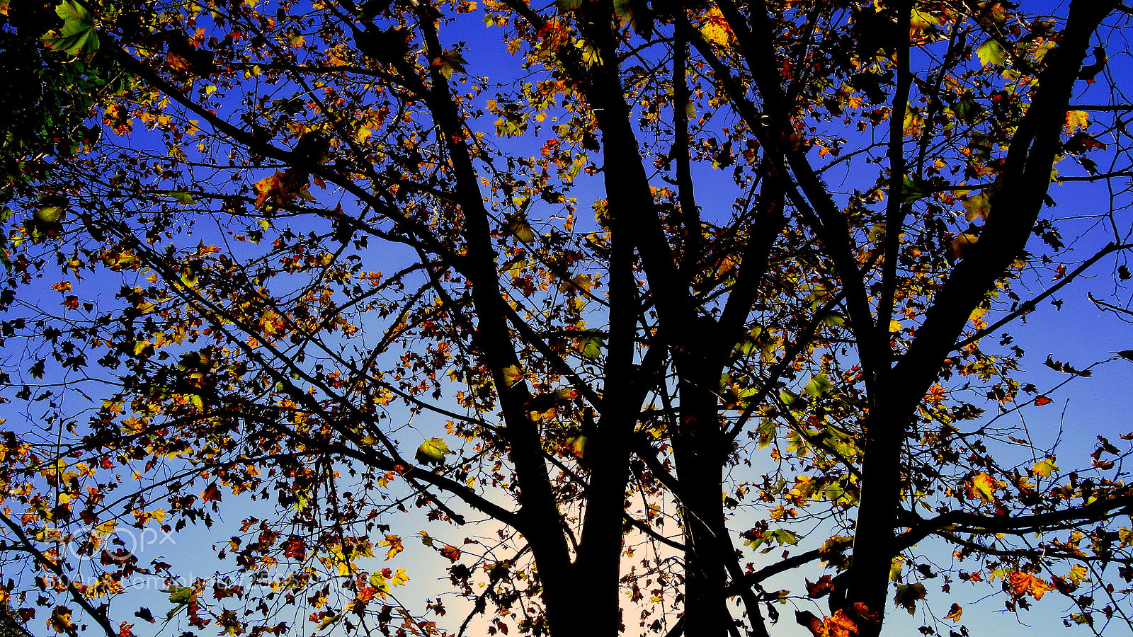 Canon PowerShot SX60 HS sample photo. Colors/colors photography