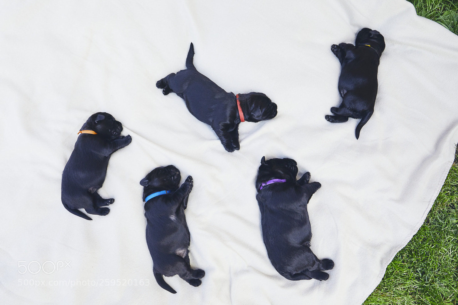 Canon EOS 5D Mark IV sample photo. Newborns of dog photography
