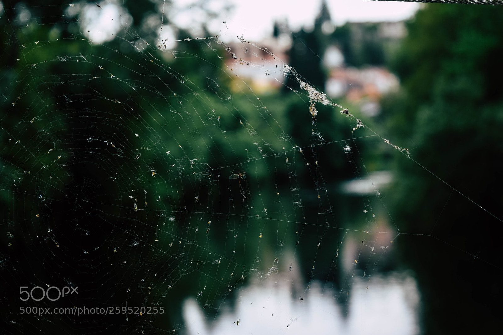 Nikon D5300 sample photo. Net photography
