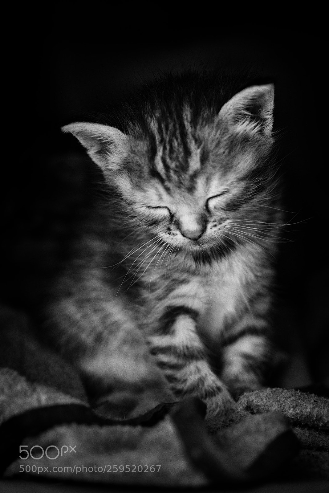 Nikon D750 sample photo. Sleeping photography